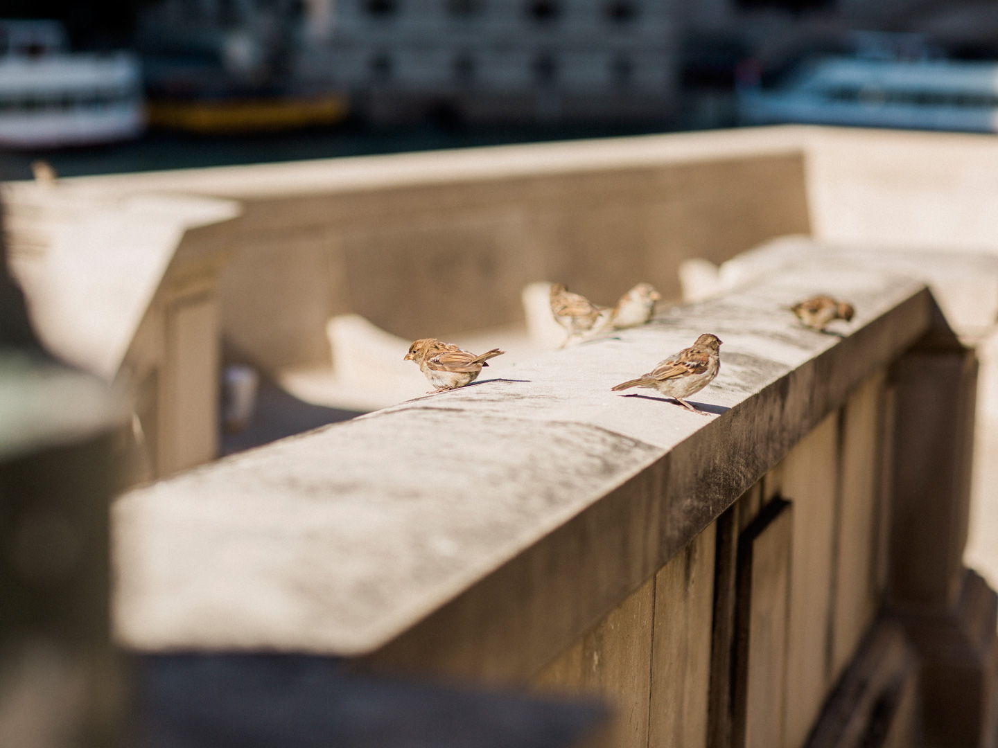 Little chicago birds detailed during engagement session in chicago by love tree studios