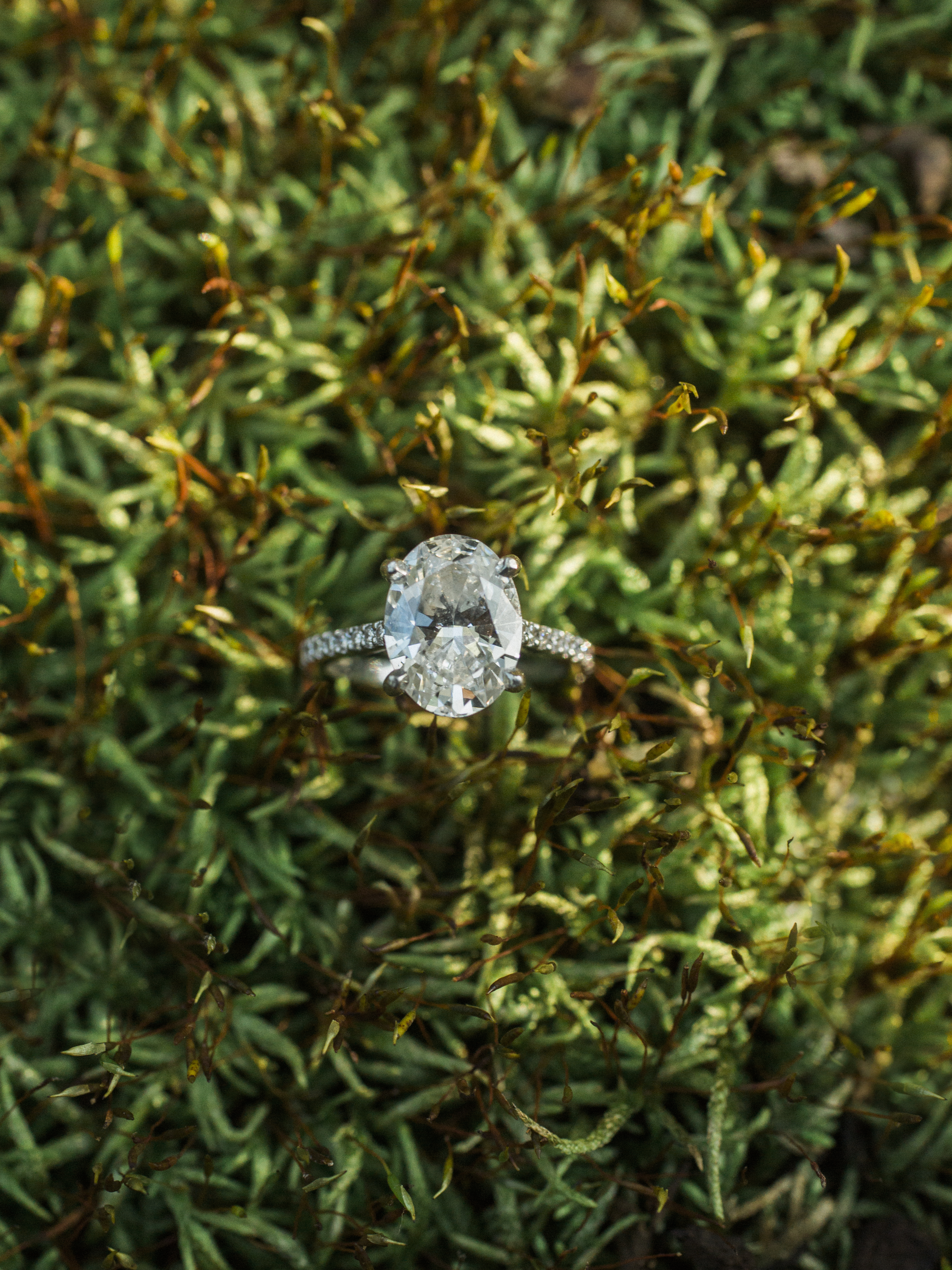 Engagement ring details amongst moss by Love Tree Studios.