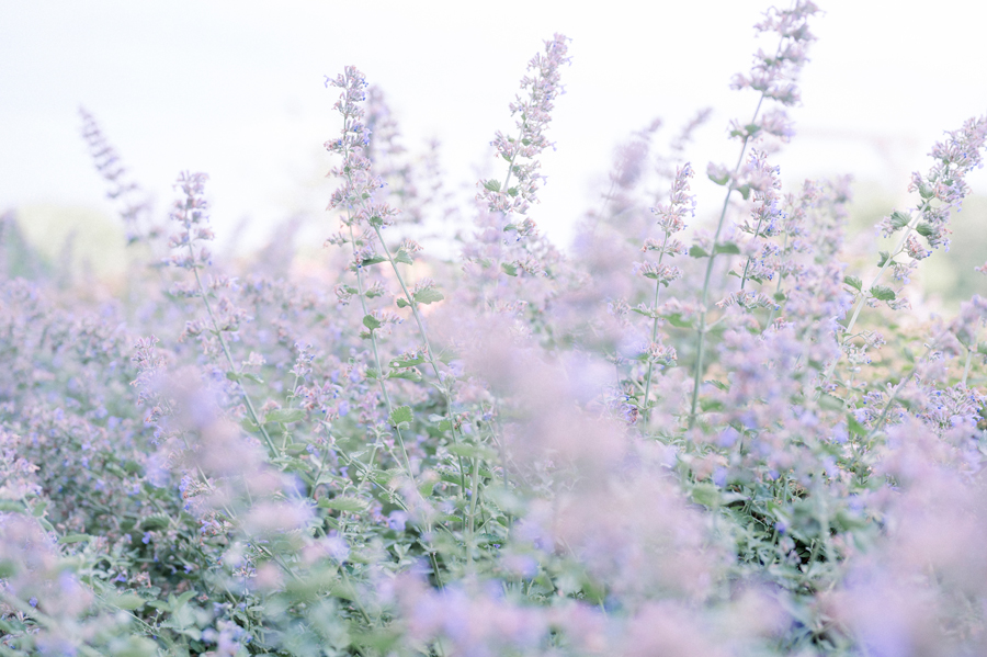Soft fields of lavender at a Blue Bell Farm wedding by Love Tree Studios.