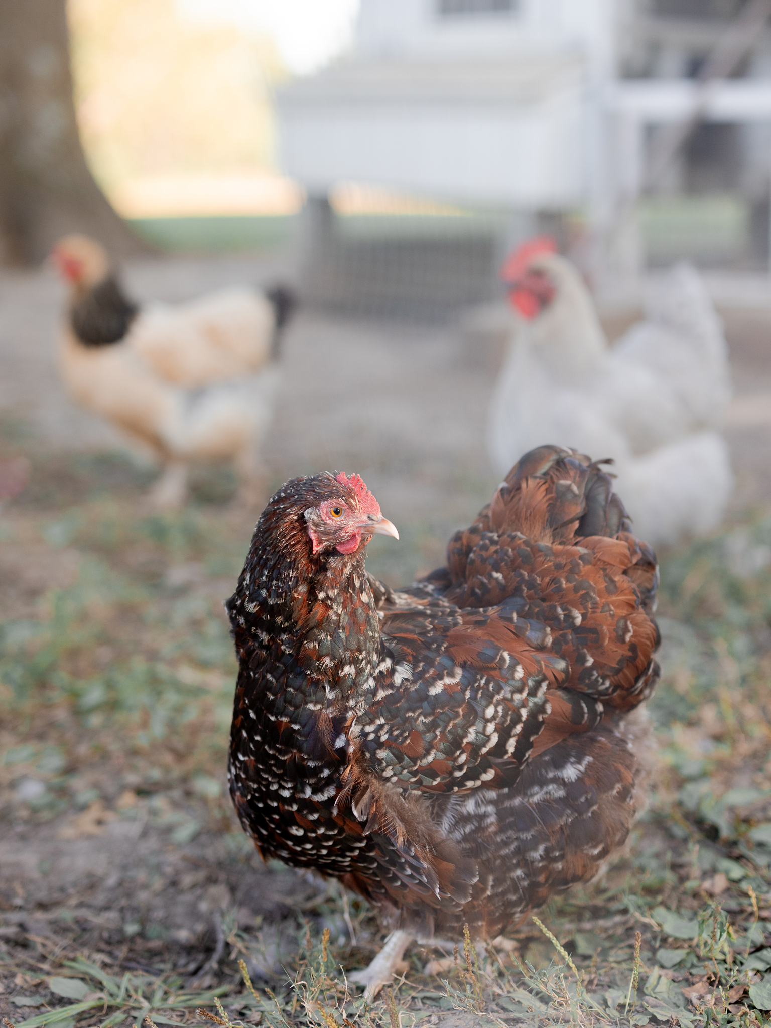 Close-up of a speckled brown chicken at the Bryant family farm in Missouri.